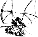 Sketch of a Dragon